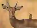 Игра Wild Deer Jigsaw онлайн