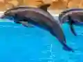 Игра Sea Dolphin Jigsaw онлайн