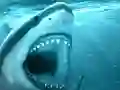 Игра Hungry Shark онлайн