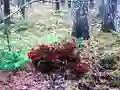 Игра Bernati Forest Adventure онлайн