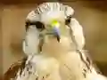 Игра Gyrfalcon Jigsaw онлайн