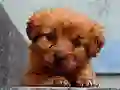 Игра Puppy Puzzle онлайн