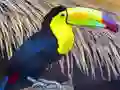 Игра Toucan Bird Jigsaw онлайн