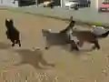 Игра Run Cat Cat Race онлайн