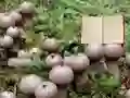 Игра Lycoperdon Mushroom Land Escape онлайн