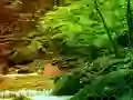 Игра Peaceful Rainbow Forest Escape онлайн