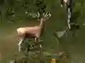 Игра Sniper Hunting Deadly Animal онлайн