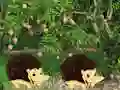 Игра Escape From Mango Farm онлайн