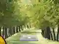 Игра Pair of Cat Escape онлайн