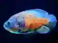 Игра Tiger Fish Jigsaw онлайн