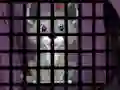Игра Trapped Wolf Rescue онлайн