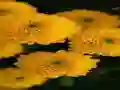 Игра Chrysanthemums Jigsaw онлайн