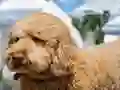 Игра Labradoodle Jigsaw онлайн
