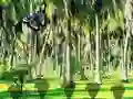 Игра Rescue Tasmanian Tiger онлайн