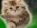 Игра Couple Kitten Escape онлайн