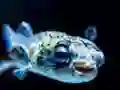 Игра Puffer Fish Jigsaw онлайн