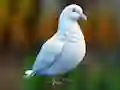 Игра Realistic Pigeon Rescue онлайн