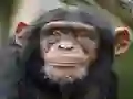 Игра Chimpanzee Jigsaw онлайн