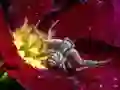 Игра Crab Spider Jigsaw онлайн