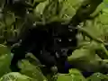Игра Escape from Black Panther Forest онлайн