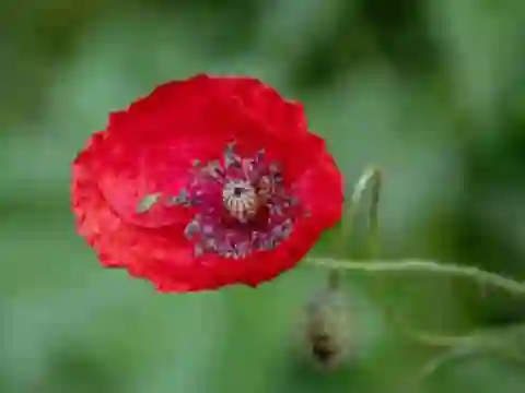 Игра Poppy Nature Flower Jigsaw онлайн