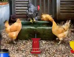 Игра Poultry Farm Easter Escape онлайн