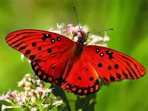Игра Nature Jigsaw Puzzle Butterfly онлайн