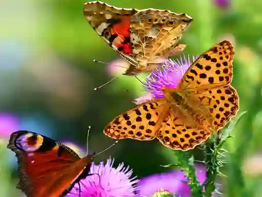Игра Butterfly Slide онлайн