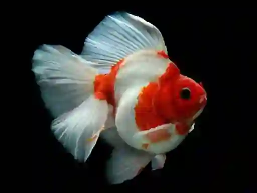Игра Gold Fish Jigsaw Puzzle онлайн