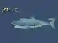 Игра Mad Shark онлайн