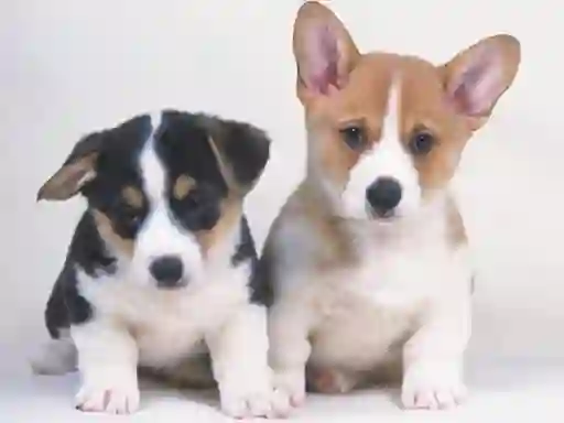 Игра Cute Puppies Puzzle онлайн