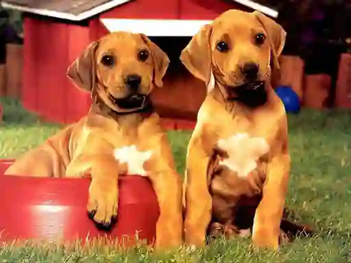 Игра Puppy Pairs Puzzle онлайн