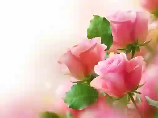 Игра Pink Roses онлайн