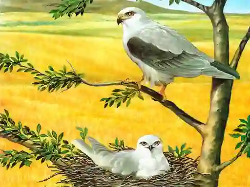 Игра Birds Of Prey Puzzle онлайн
