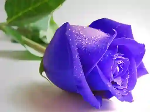 Игра Blue Roses онлайн