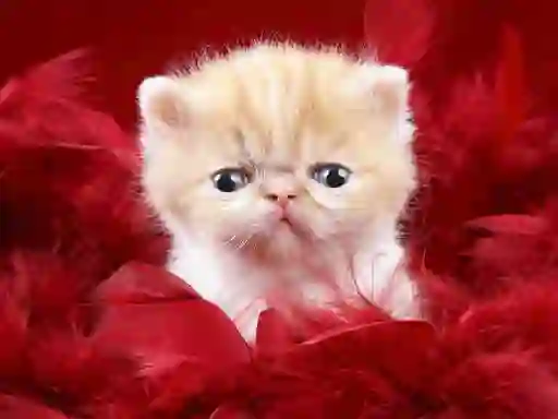 Игра Funny Kitty онлайн