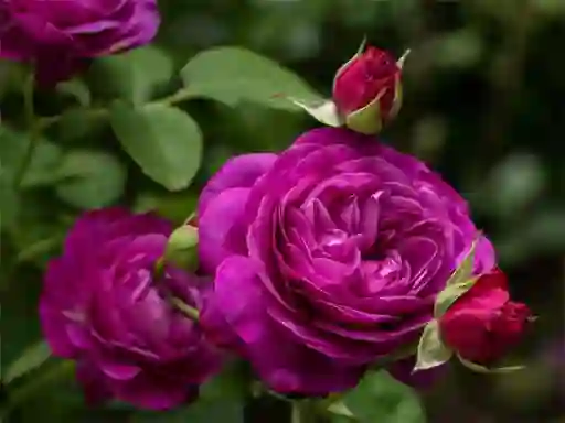 Игра Purple Roses онлайн