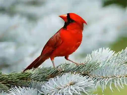 Игра Birds Puzzle онлайн