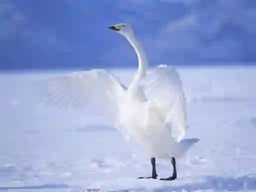 Игра Graceful Swans онлайн
