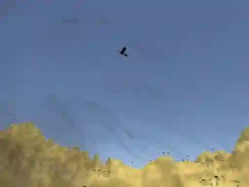Игра Toucan Shooter онлайн