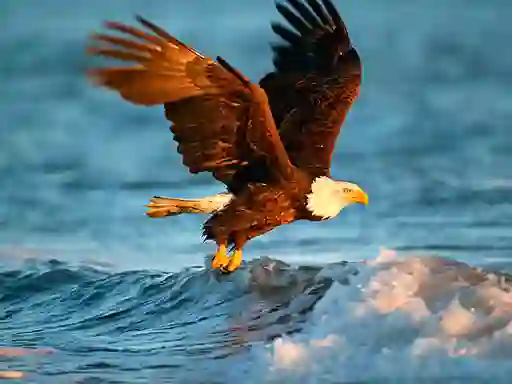 Игра Animals Jigsaw Puzzle Eagle онлайн