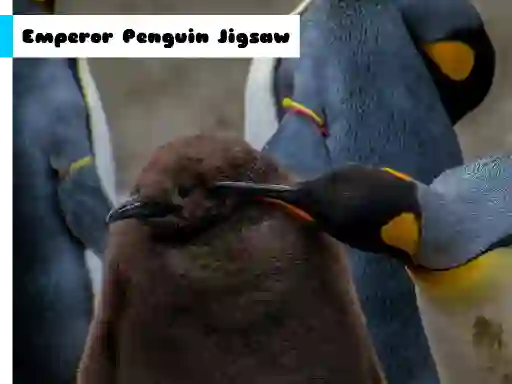 Игра Emperor Penguin Jigsaw онлайн