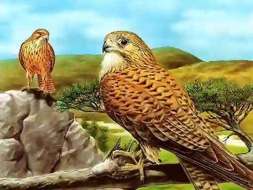 Игра Birds of Prey Slide онлайн