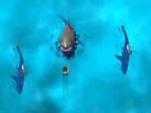 Игра Avoid the Sharks онлайн