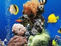 Игра Море подводное различие онлайн