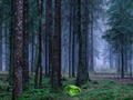 Игра Мистический закат в лесу онлайн