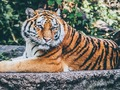 Игра Джаги Пазл онлайн