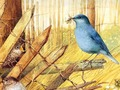 Игра Птицы: арт пазлы онлайн