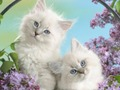 Игра Забавные кошки онлайн