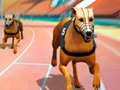 Игра Сумасшедшие собачьи бега онлайн